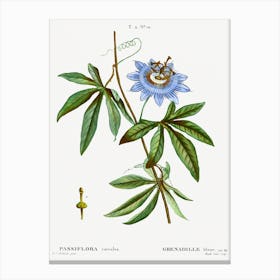 Blue Passionflower, Pierre Joseph Redoute Canvas Print