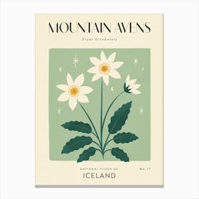 Vintage Green And White Mountain Avens Flower Of Iceland Canvas Print