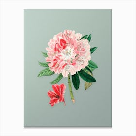 Vintage Rhododendron Flower Botanical Art on Mint Green n.0302 Canvas Print