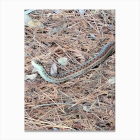 Snake in the straw Canvas Print