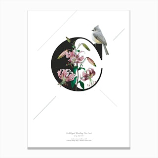 Botanical Alphabet C Canvas Print