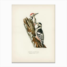 White Backed Woodpecker (Dryobates Leucotus), The Von Wright Brothers Canvas Print