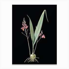 Vintage Pine Pink Botanical Illustration on Solid Black n.0907 Canvas Print