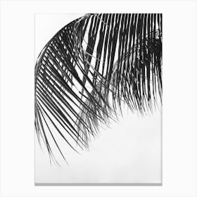 Black And White Palm Leaves Canvas Print