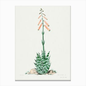 Aloevera, Familie Der Cacteen Canvas Print