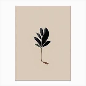 Black Walnut Herb Simplicity Canvas Print
