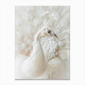 White Peacock 2 Canvas Print