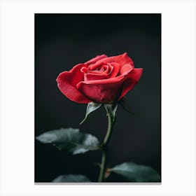 Red Rose On Black Background 33 Canvas Print