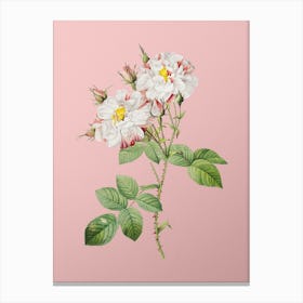 Vintage White Damask Rose Botanical on Soft Pink n.0756 Canvas Print