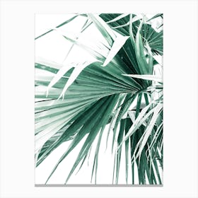 Palm Tree Leaves II Canvas Print