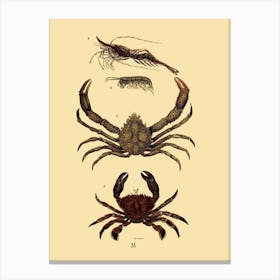 Crabs Canvas Print