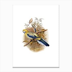 Vintage Blue Cheeked Parakeet Bird Illustration on Pure White n.0079 Canvas Print