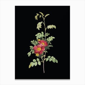 Vintage Alpine Rose Botanical Illustration on Solid Black n.0945 Canvas Print