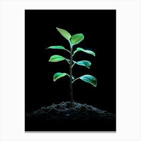 Small Green Plant On Black Background 11 Canvas Print