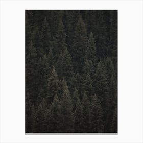 Evergreen Forest Canvas Print