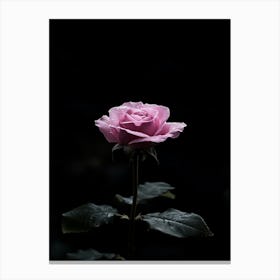 Pink Rose In The Dark Canvas Print