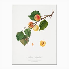 Apricot (Armeniaca Alexandrina) From Pomona Italiana (1817 - 1839), Giorgio Gallesio Canvas Print