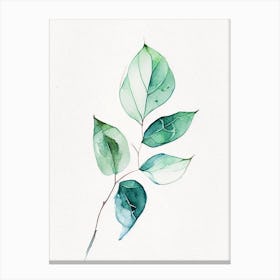 Wintergreen Leaf Minimalist Watercolour 3 Canvas Print
