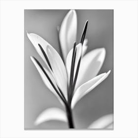 Crocus B&W Pencil 3 Flower Canvas Print