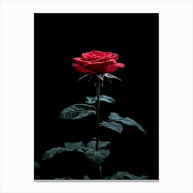 Red Rose On Black Background 52 Canvas Print