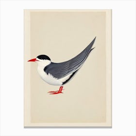 Common Tern Illustration Bird Canvas Print