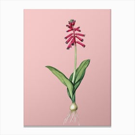 Vintage Lachenalia Pendula Botanical on Soft Pink n.0047 Canvas Print