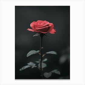 Single Rose 15 Canvas Print