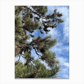 Pine Tree With Blue Sky Canvas Print