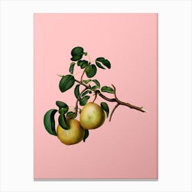 Vintage Pear Botanical on Soft Pink n.0946 Canvas Print