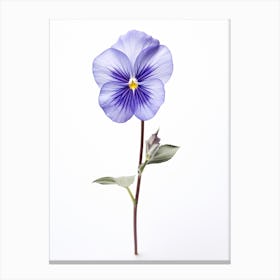 Pressed Wildflower Botanical Art Common Blue Violet Viola 1 Canvas Print