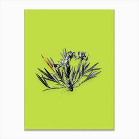 Vintage Dwarf Crested Iris Black and White Gold Leaf Floral Art on Chartreuse n.0001 Canvas Print