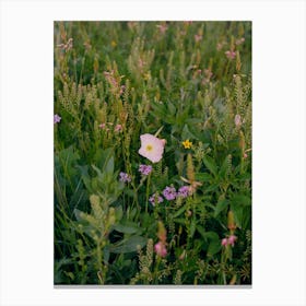 Texas Wildflower on Film Canvas Print