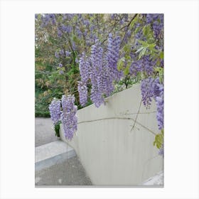 Wisteria Canvas Print