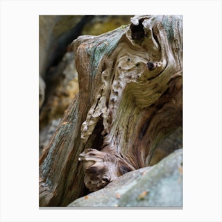 Close-up of wood and rock in the Elbe Sandstone Mountains Canvas Print