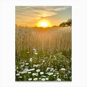 Sunset In A Wheat Field Canvas Print