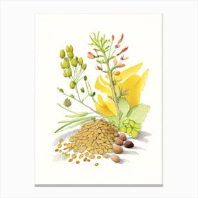 Fenugreek Seed Spices And Herbs Pencil Illustration 2 Canvas Print