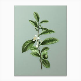 Vintage Tea Tree Botanical Art on Mint Green n.0163 Canvas Print