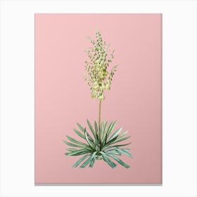 Vintage Adam's Needle Botanical on Soft Pink n.0940 Canvas Print