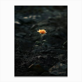 Single Rose 20 Canvas Print