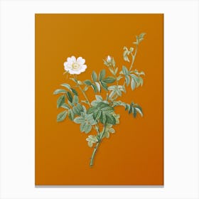 Vintage White Downy Rose Botanical on Sunset Orange n.0665 Canvas Print