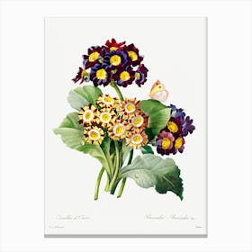 Primula Auricula, Pierre Joseph Redoute Canvas Print