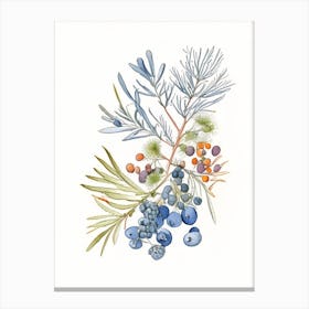 Juniper Berry Spices And Herbs Pencil Illustration 2 Canvas Print
