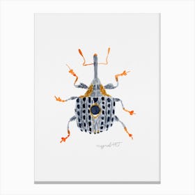 Cionus tuberculosus a weevil , watercolor artwork Canvas Print