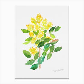 Mahonia1 Canvas Print