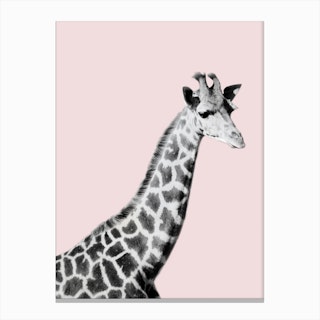 Giraffe on Pink Canvas Print