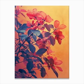 Hibiscus 5 Canvas Print