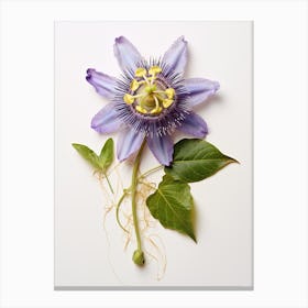 Pressed Flower Botanical Art Passionflower Canvas Print