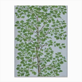 Chinese Elm 2 tree Vintage Botanical Canvas Print