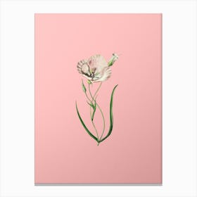 Vintage Satiny Calochortus Flower Branch Botanical on Soft Pink n.0711 Canvas Print