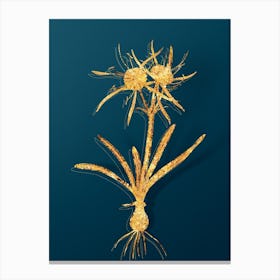 Vintage Streambank Spiderlily Botanical in Gold on Teal Blue n.0214 Canvas Print